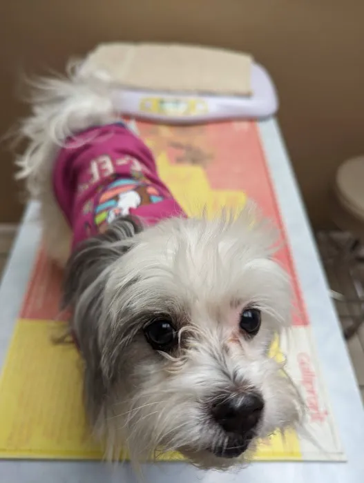 Westside Animal Clinic 12