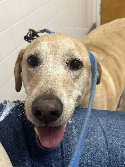 Animal Medical Clinic of Spring Hill 12
