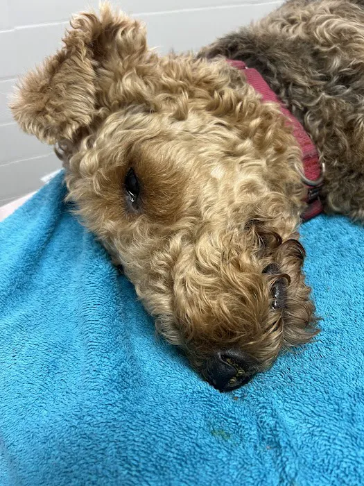Animal Medical Clinic of Spring Hill 12