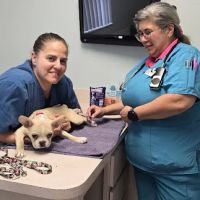 Animal Medical Clinic of Spring Hill ico