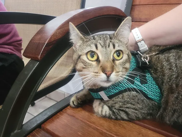 Animal Medical Clinic of Spring Hill 12