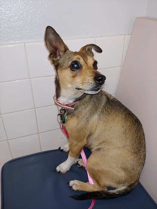 Animal Medical Clinic of Spring Hill 12
