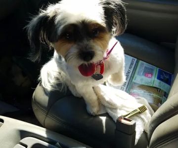 Animal Care Center-Weeki Wachee
