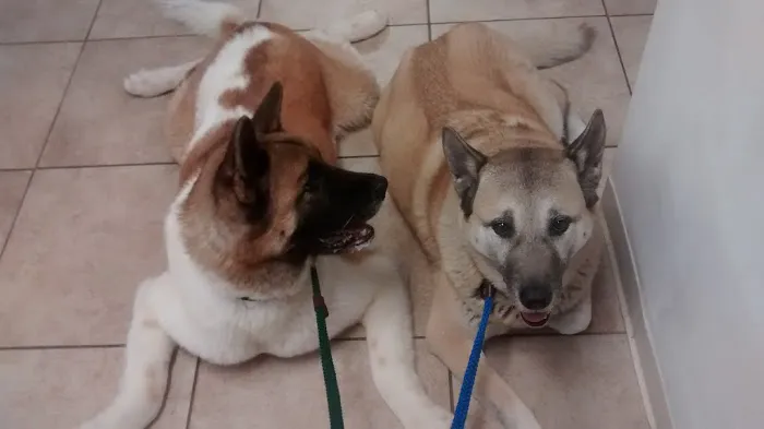 Animal Health Veterinary Clinic 3