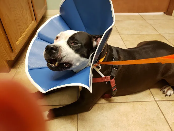 Animal Health Veterinary Clinic 8