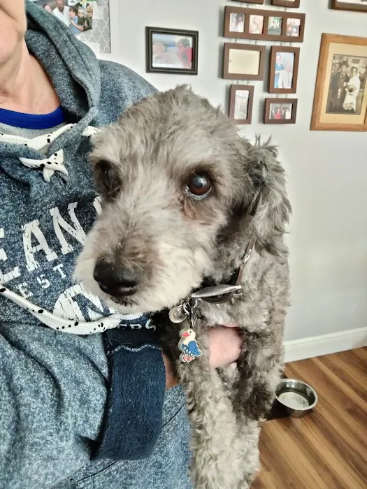 Main Street Animal Hospital 12