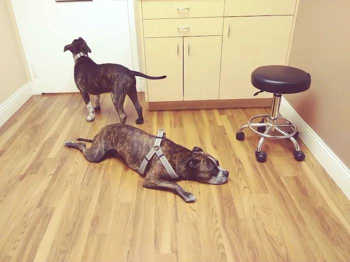 Main Street Animal Hospital 12