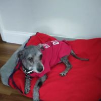 Main Street Animal Hospital ico