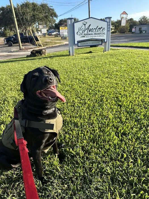 Anclote Animal Hospital 12