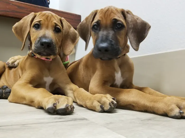 Anclote Animal Hospital 12