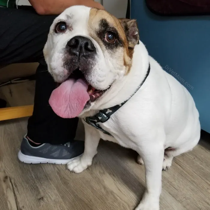 Anclote Animal Hospital 12