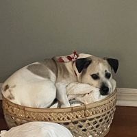 Anclote Animal Hospital ico