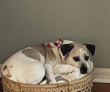 Anclote Animal Hospital