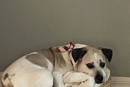 Anclote Animal Hospital