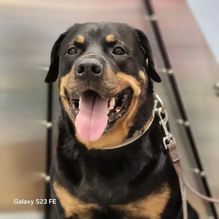 Day & Evening Pet Hospital & Surgical Center, A Thrive Pet Healthcare Partner 1