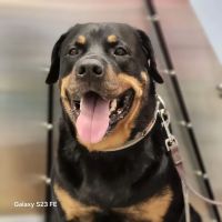 Day & Evening Pet Hospital & Surgical Center, A Thrive Pet Healthcare Partner ico