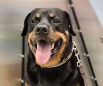 Day & Evening Pet Hospital & Surgical Center, A Thrive Pet Healthcare Partner