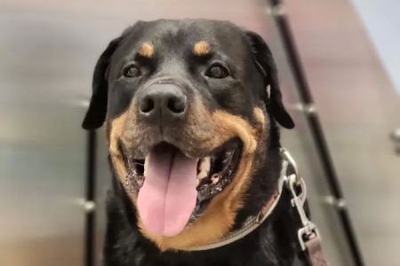 Day & Evening Pet Hospital & Surgical Center, A Thrive Pet Healthcare Partner