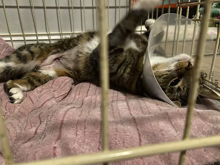 Day & Evening Pet Hospital & Surgical Center, A Thrive Pet Healthcare Partner 7