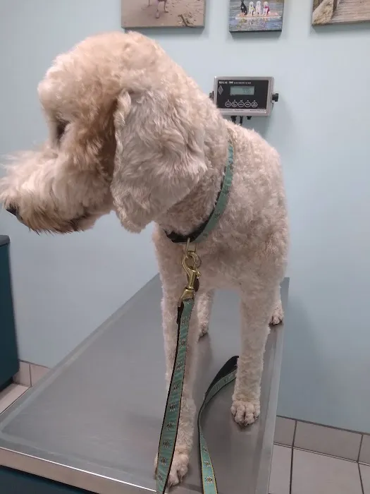 TLC Animal Hospital 12