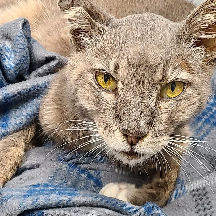 TLC Animal Hospital 12