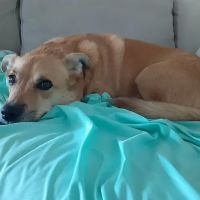 TLC Animal Hospital ico