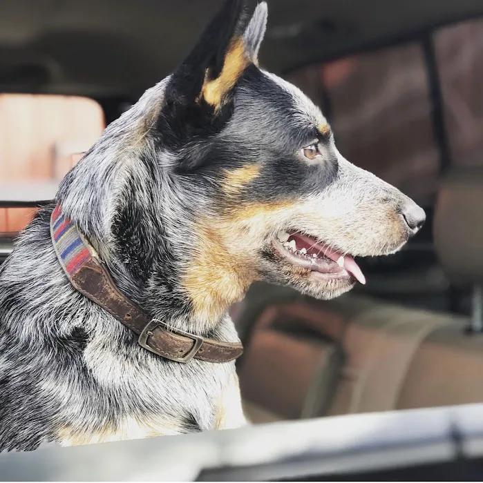 Three Oaks Veterinary Wellness Center 8