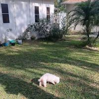 Apex Veterinary Hospital ico