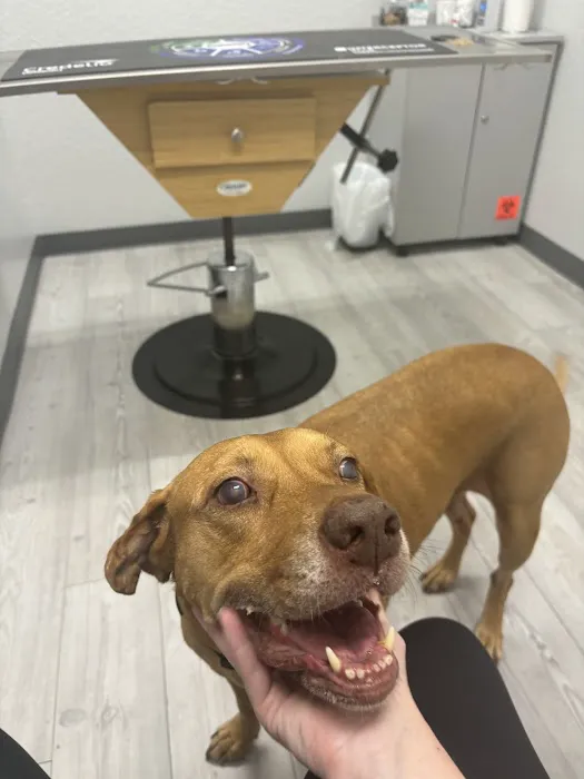 Apex Veterinary Hospital 4