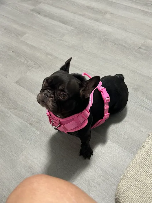 Apex Veterinary Hospital 5
