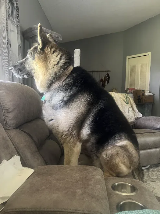 Animal Urgent Care of Hernando County 12