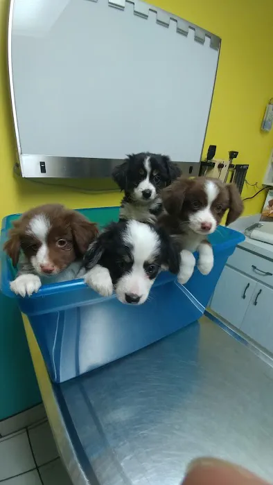 Caladesi Animal Hospital 12