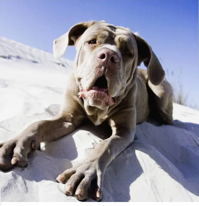 Caladesi Animal Hospital 12