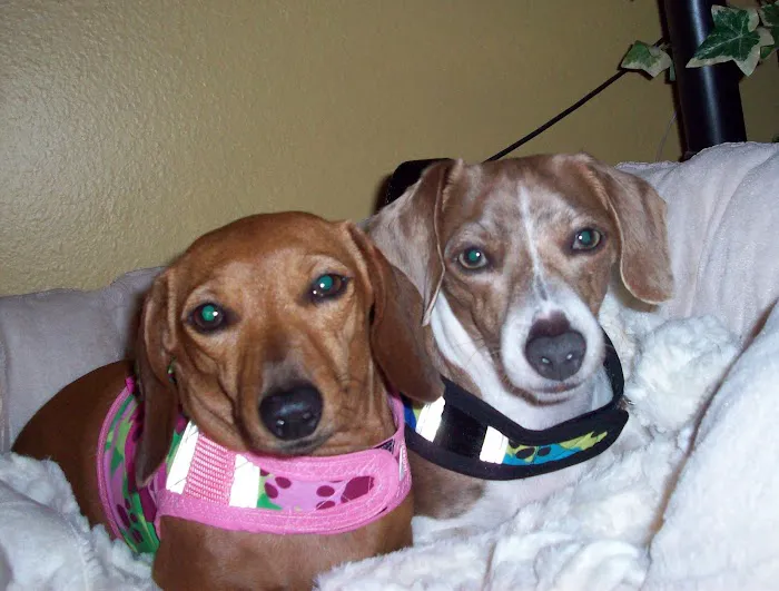 Caladesi Animal Hospital 12