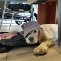 Caladesi Animal Hospital ico