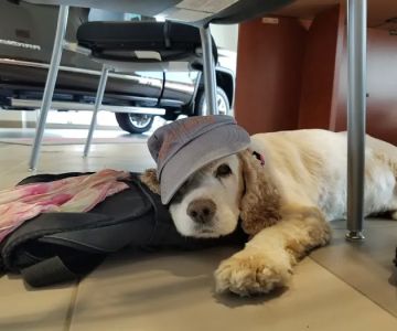 Caladesi Animal Hospital