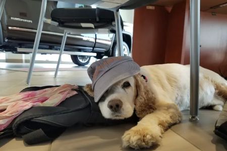 Caladesi Animal Hospital