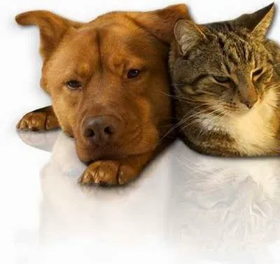 Baird Elizabeth DVM: Country Oaks Animal Hospital 12