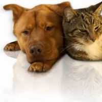 Baird Elizabeth DVM: Country Oaks Animal Hospital ico