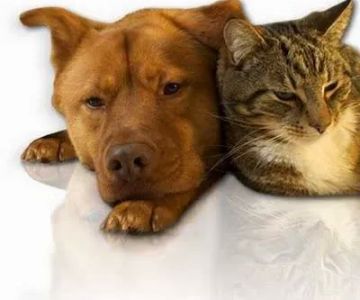 Baird Elizabeth DVM: Country Oaks Animal Hospital