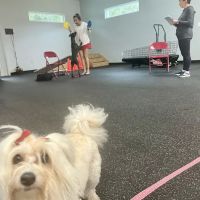 Country Oaks Animal Hospital & Boarding Kennel ico