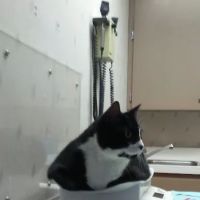 Highland Animal Hospital ico