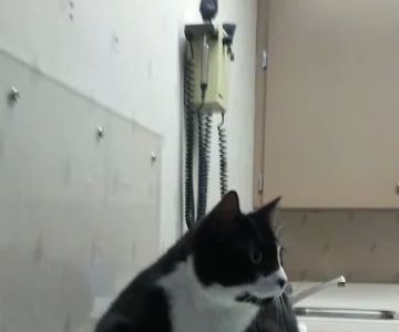 Highland Animal Hospital