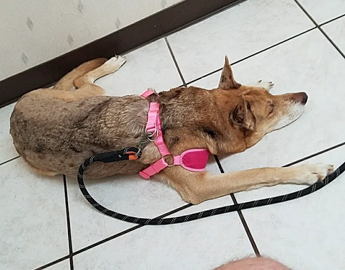 Highland Animal Hospital 10