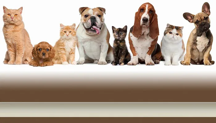 Highland Animal Hospital 4