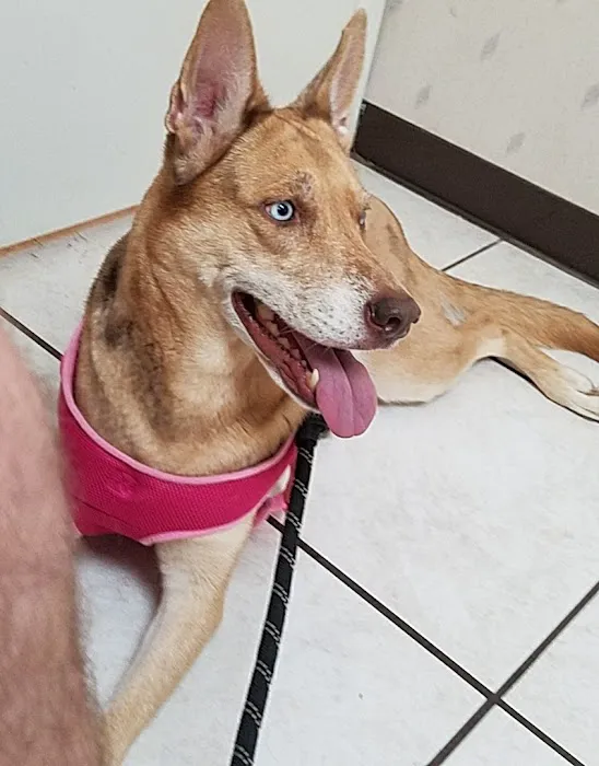 Highland Animal Hospital 5