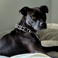 Sunset Veterinary Surgery ico