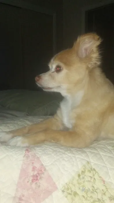 A Pet's Place of Clearwater 12