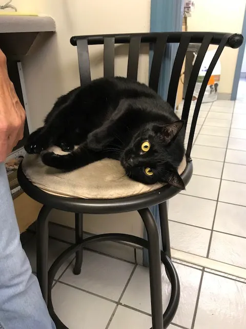 A Pet's Place of Clearwater 12