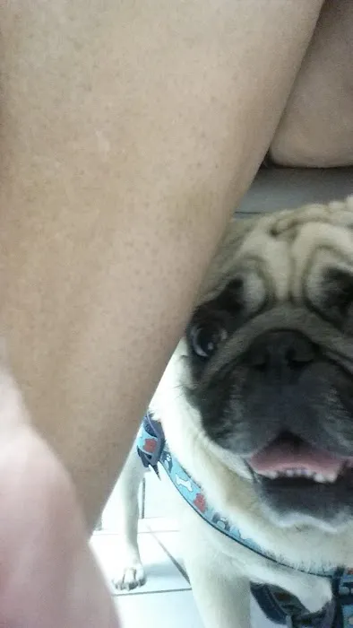 A Pet's Place of Clearwater 12